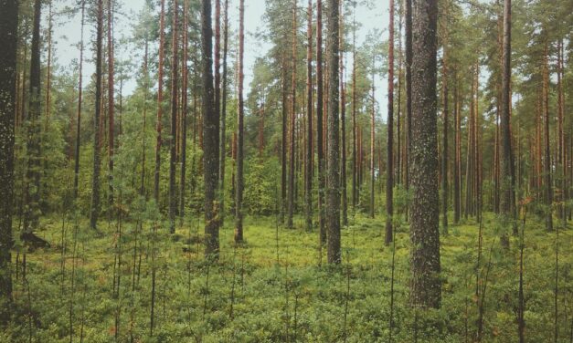 Tenetur dignissimos repellendus ipsa voluptas quibusdam